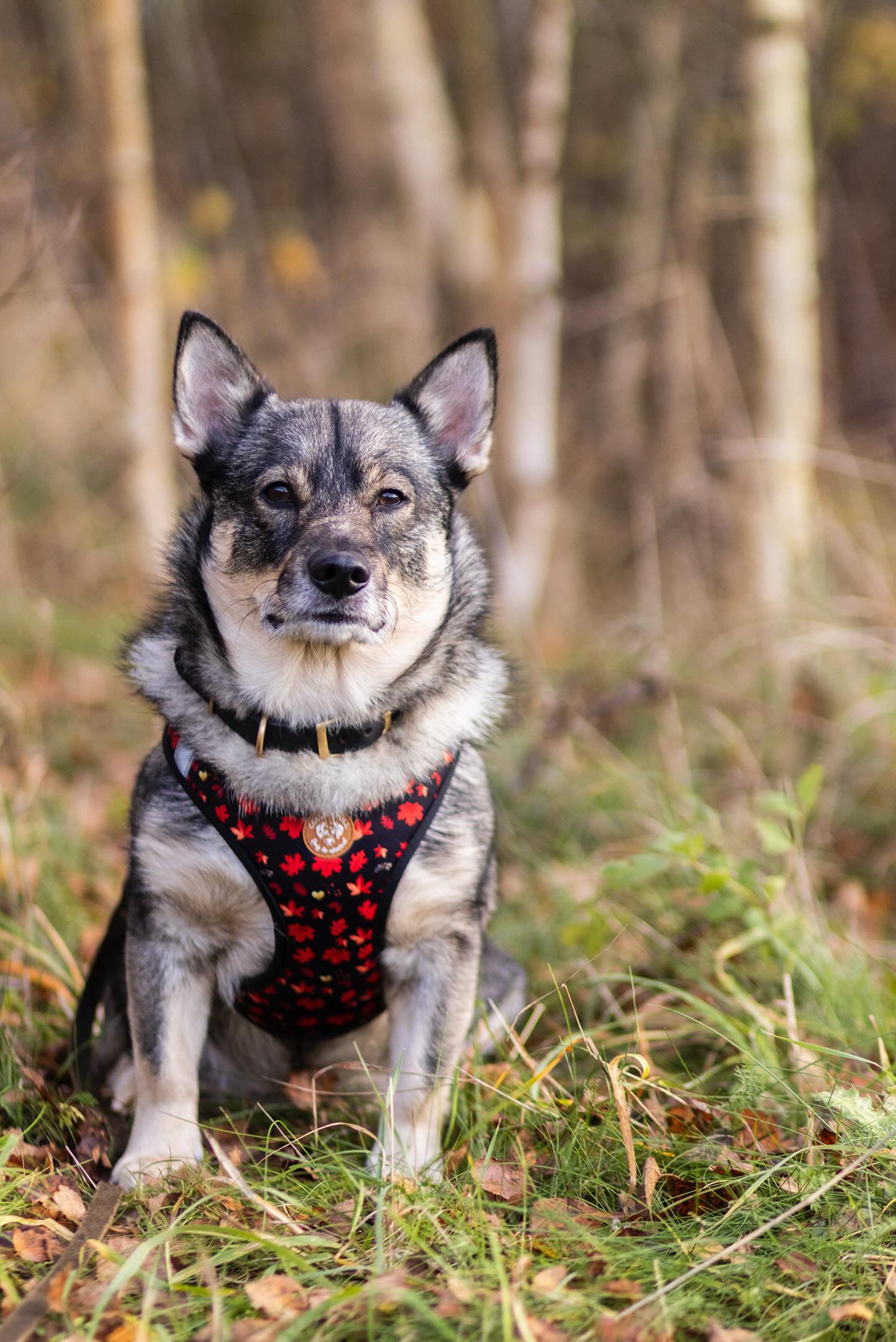 Tiny Trails step-in dog harness - Leaf me not