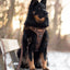 Adventure Trails Dog Harness - Brown Herringbone Tweed