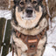 Adventure Trails Dog Harness - Brown Herringbone Tweed
