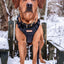 Adventure Trails Dog Harness - Black Herringbone Tweed