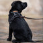 Adjustable dog lead - Black Herringbone Tweed