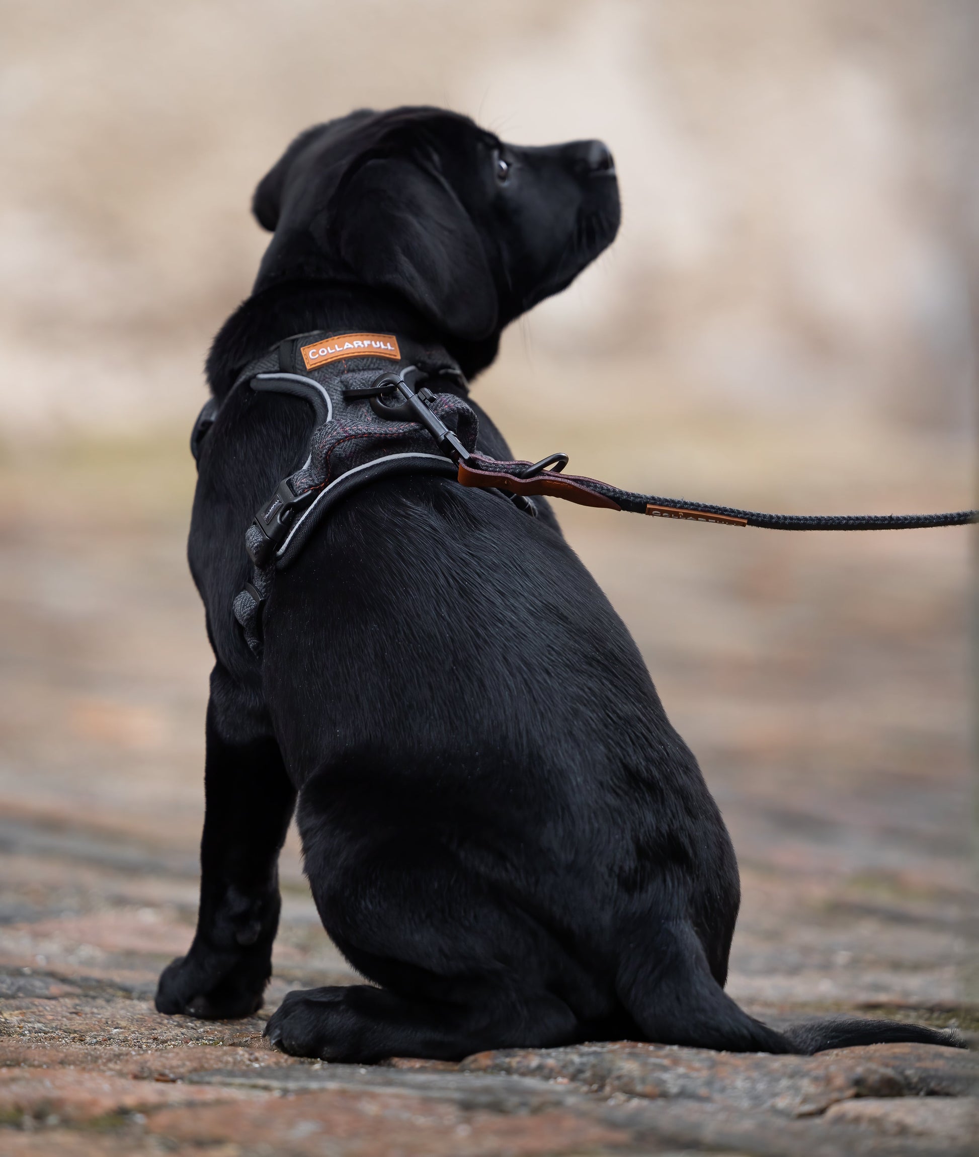 Adjustable dog lead - Black Herringbone Tweed