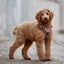 Adventure Trails Dog Harness - Brown Herringbone Tweed