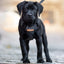 Adventure Trails Dog Harness - Black Herringbone Tweed
