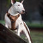 Adventure Trails Dog Harness - Brown Herringbone Tweed