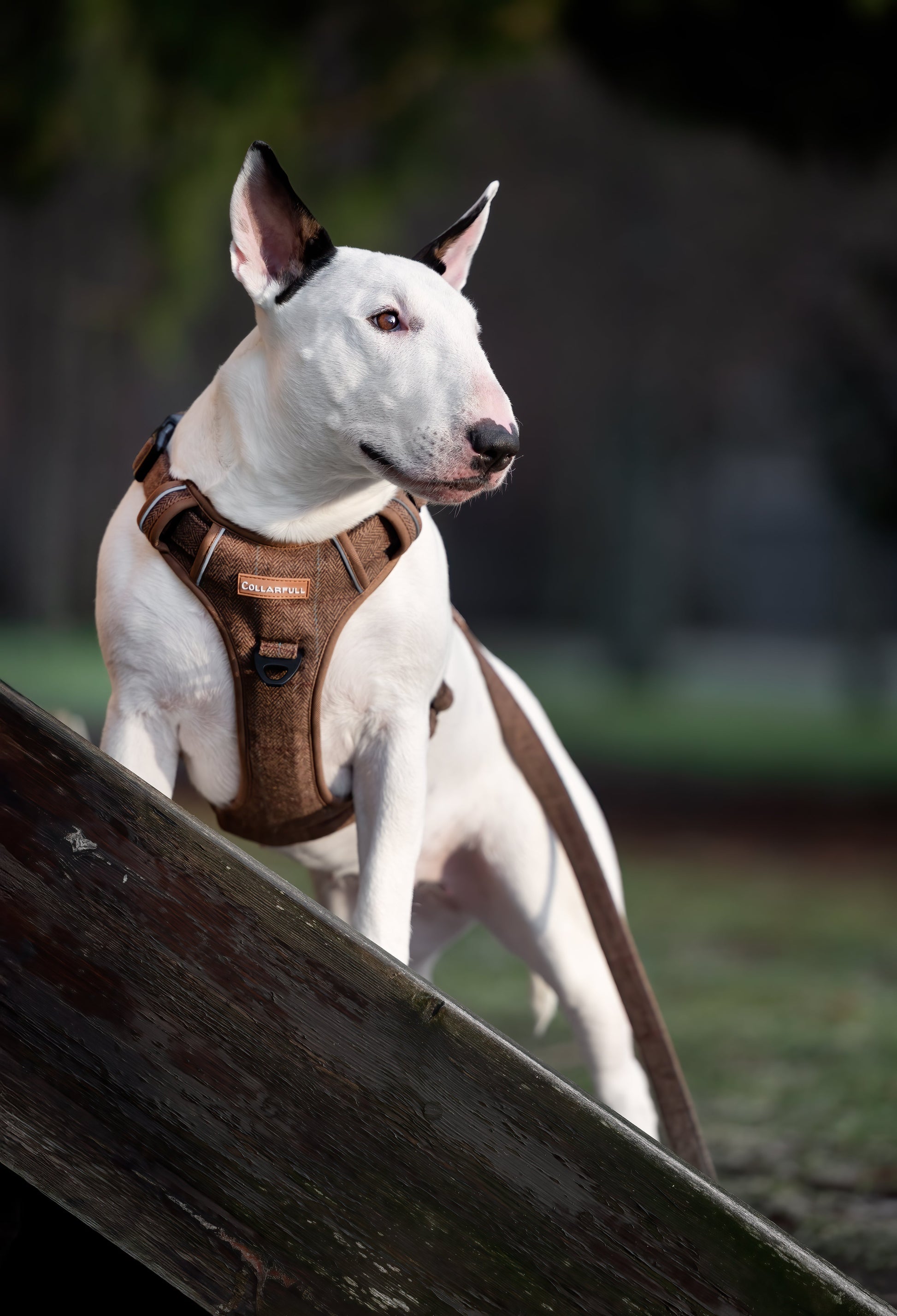 Adventure Trails Dog Harness - Brown Herringbone Tweed