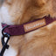 Collar - Burgundy Herringbone Tweed
