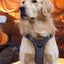 Adventure Trails Dog Harness - Gray Herringbone Tweed