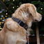 Collar - Grey Herringbone Tweed