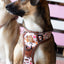 Adventure Trails dog harness - Take a break, with Coffee N' Cake