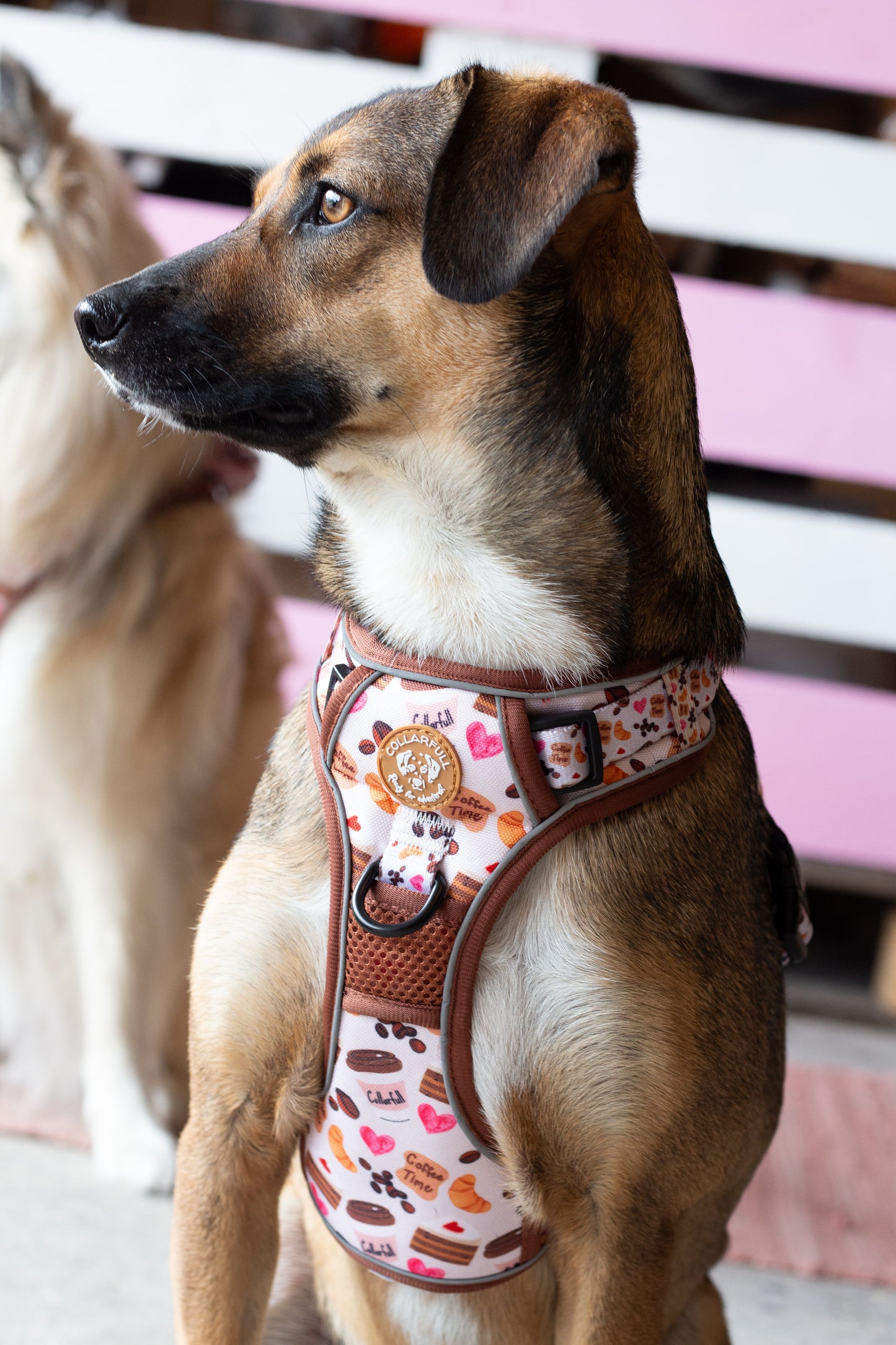 Adventure Trails dog harness - Take a break, with Coffee N' Cake