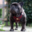 Tiny Trails step-in dog harness - Leaf me not