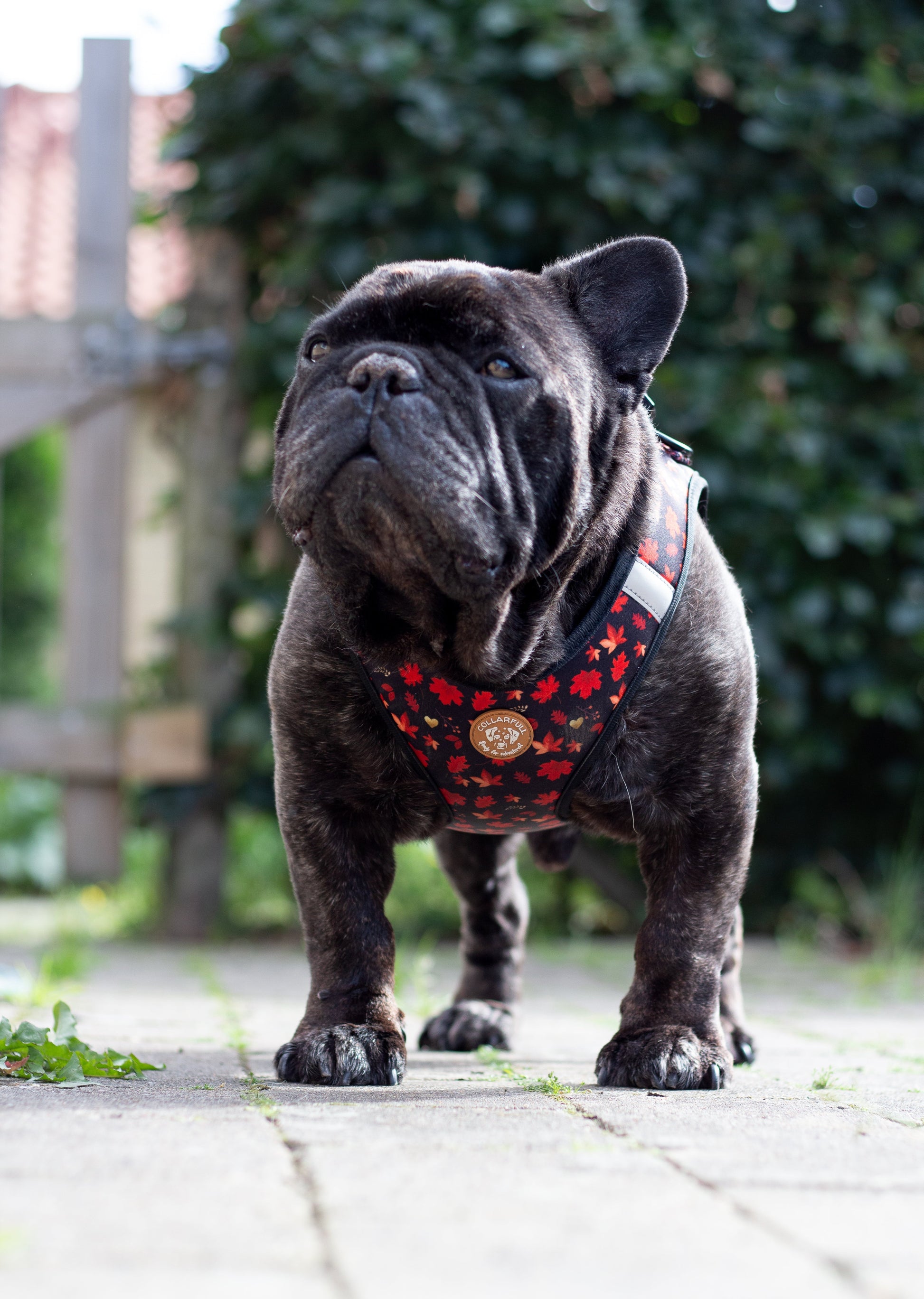 Tiny Trails step-in dog harness - Leaf me not