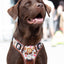 Adventure Trails dog harness - Take a break, with Coffee N' Cake