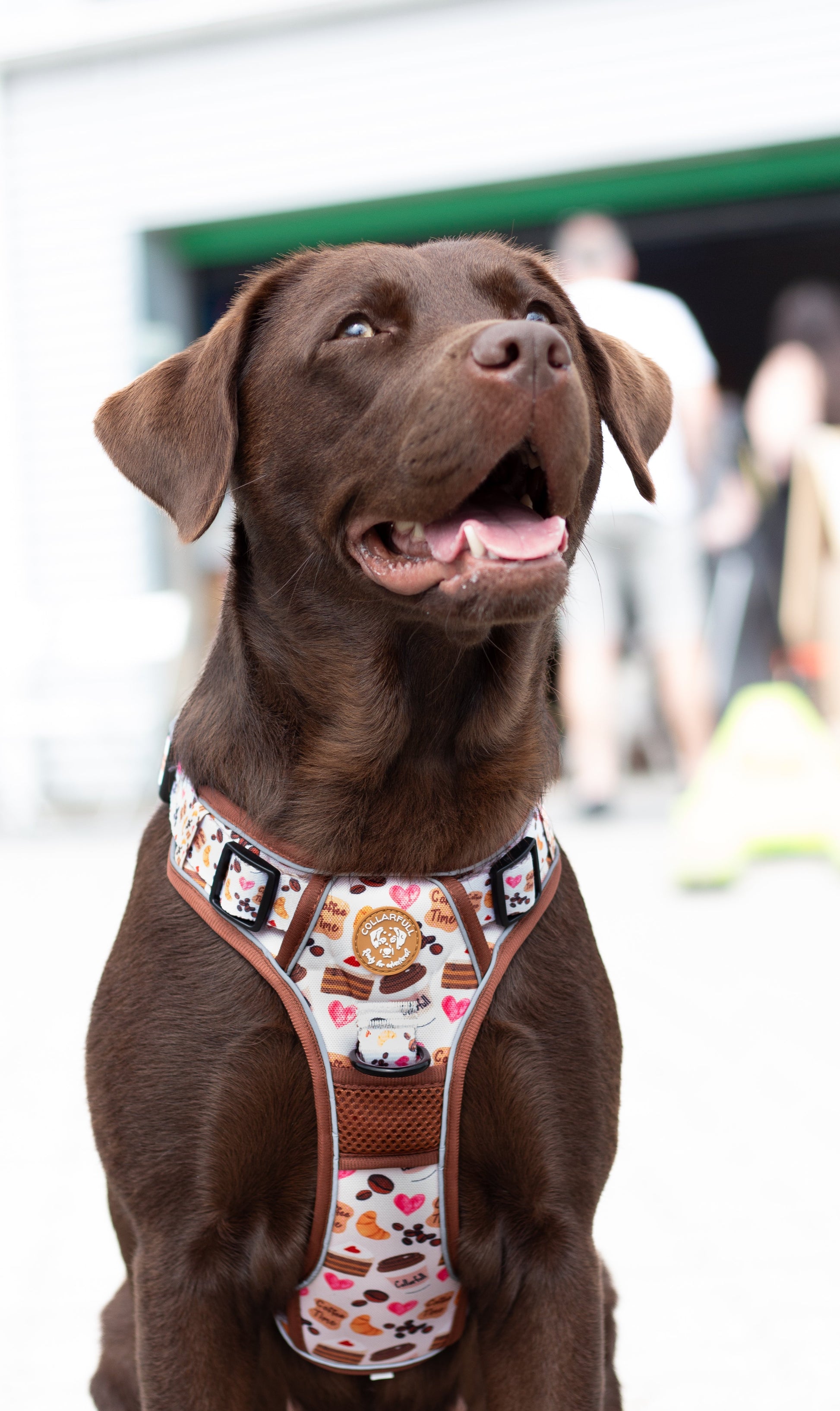 Adventure Trails dog harness - Take a break, with Coffee N' Cake