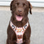 Adventure Trails dog harness - Take a break, with Coffee N' Cake