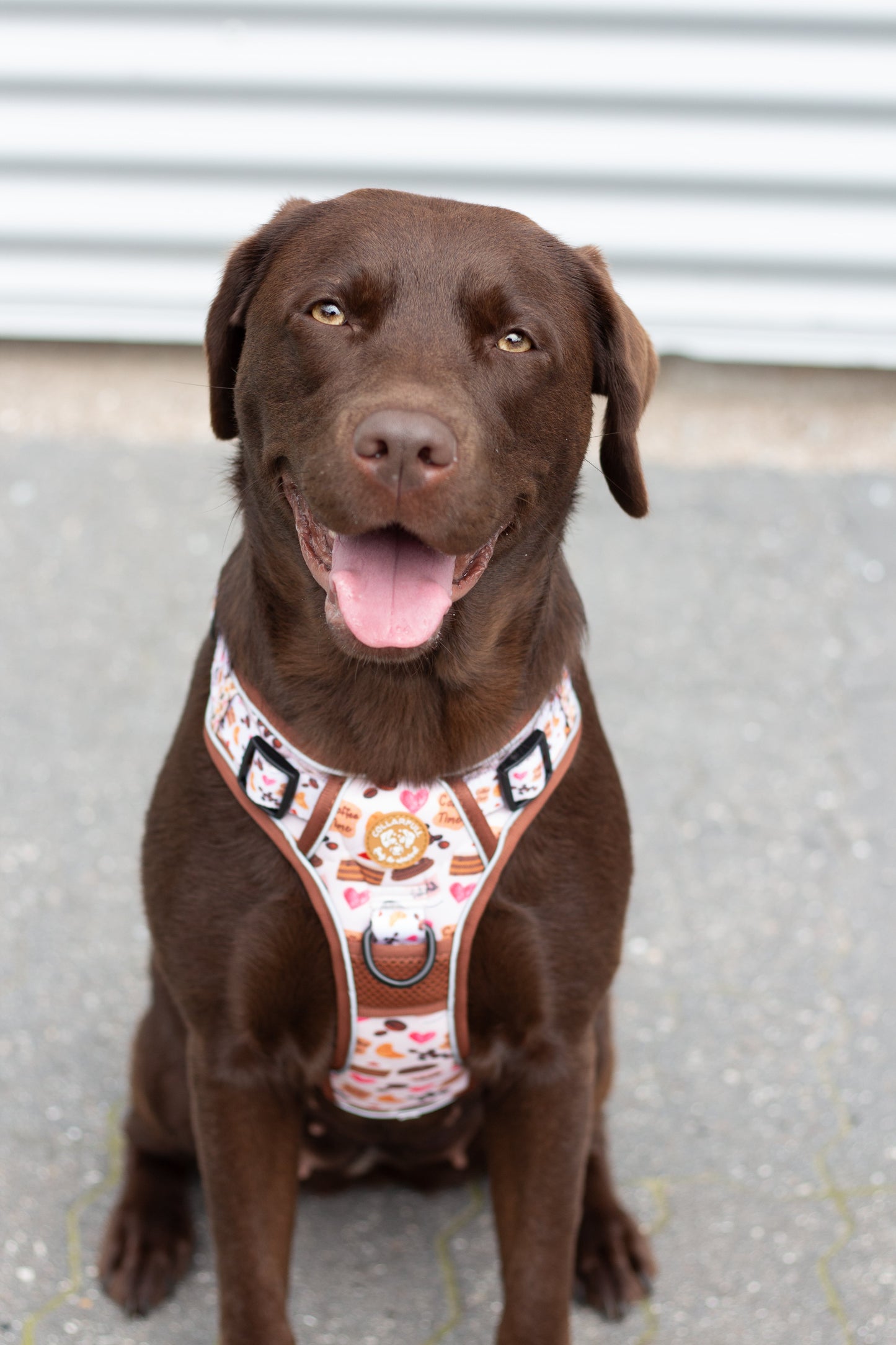 Adventure Trails dog harness - Take a break, with Coffee N' Cake