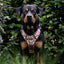 Adventure Trails dog harness - Take a break, with Coffee N' Cake