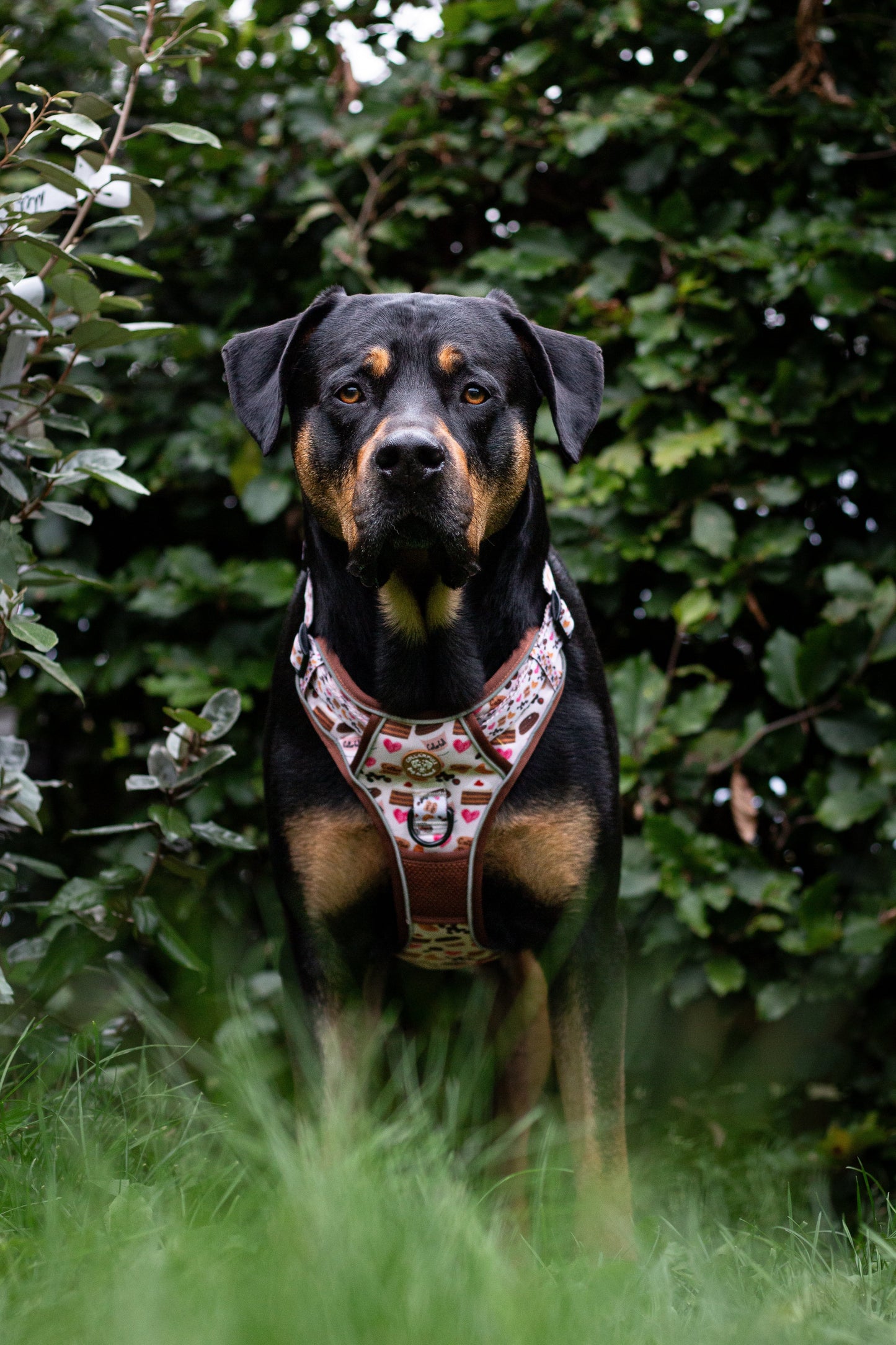 Adventure Trails dog harness - Take a break, with Coffee N' Cake