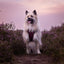 Tiny Trails step-in dog harness - Leaf me not