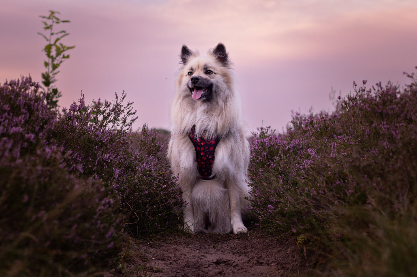 Tiny Trails step-in dog harness - Leaf me not