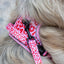 Adventure Trails Dog Harness - Pink Panther