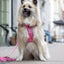 Adjustable dog leash - Pink Panther
