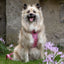 Adventure Trails Dog Harness - Pink Panther