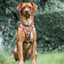 Tiny Trails step-in dog harness - Sunflowers on my mind