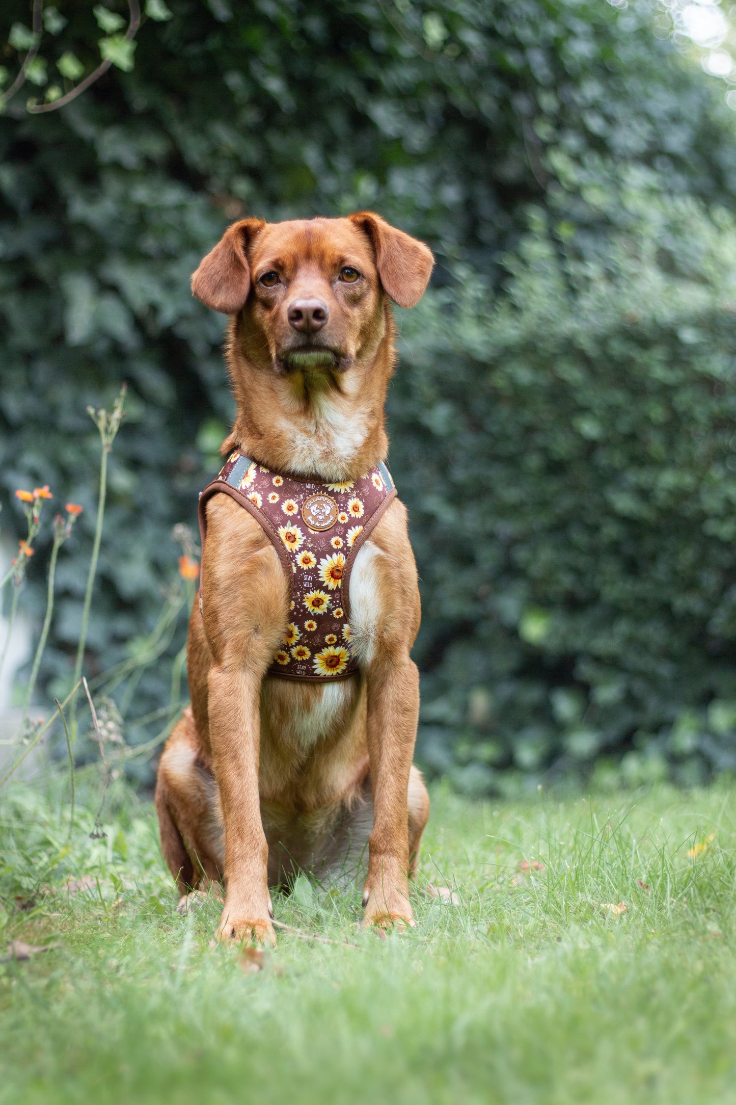 Tiny Trails step-in dog harness - Sunflowers on my mind