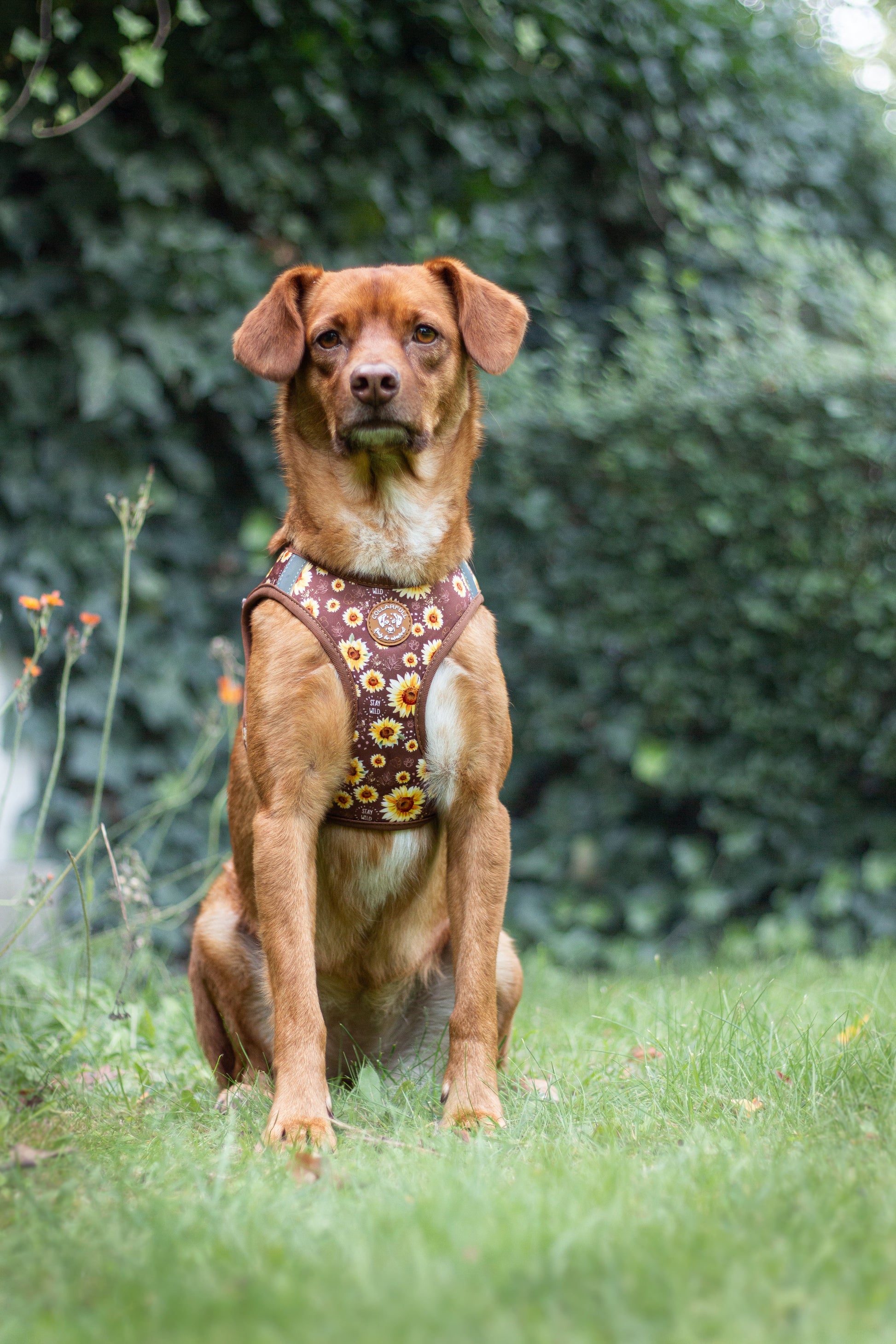 Tiny Trails step-in dog harness - Sunflowers on my mind