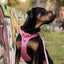 Adventure Trails Dog Harness - Pink Panther