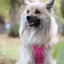 Tiny Trails step-in dog harness - Pink Panther