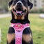Adventure Trails Dog Harness - Pink Panther