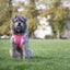 Tiny Trails step-in dog harness - Pink Panther
