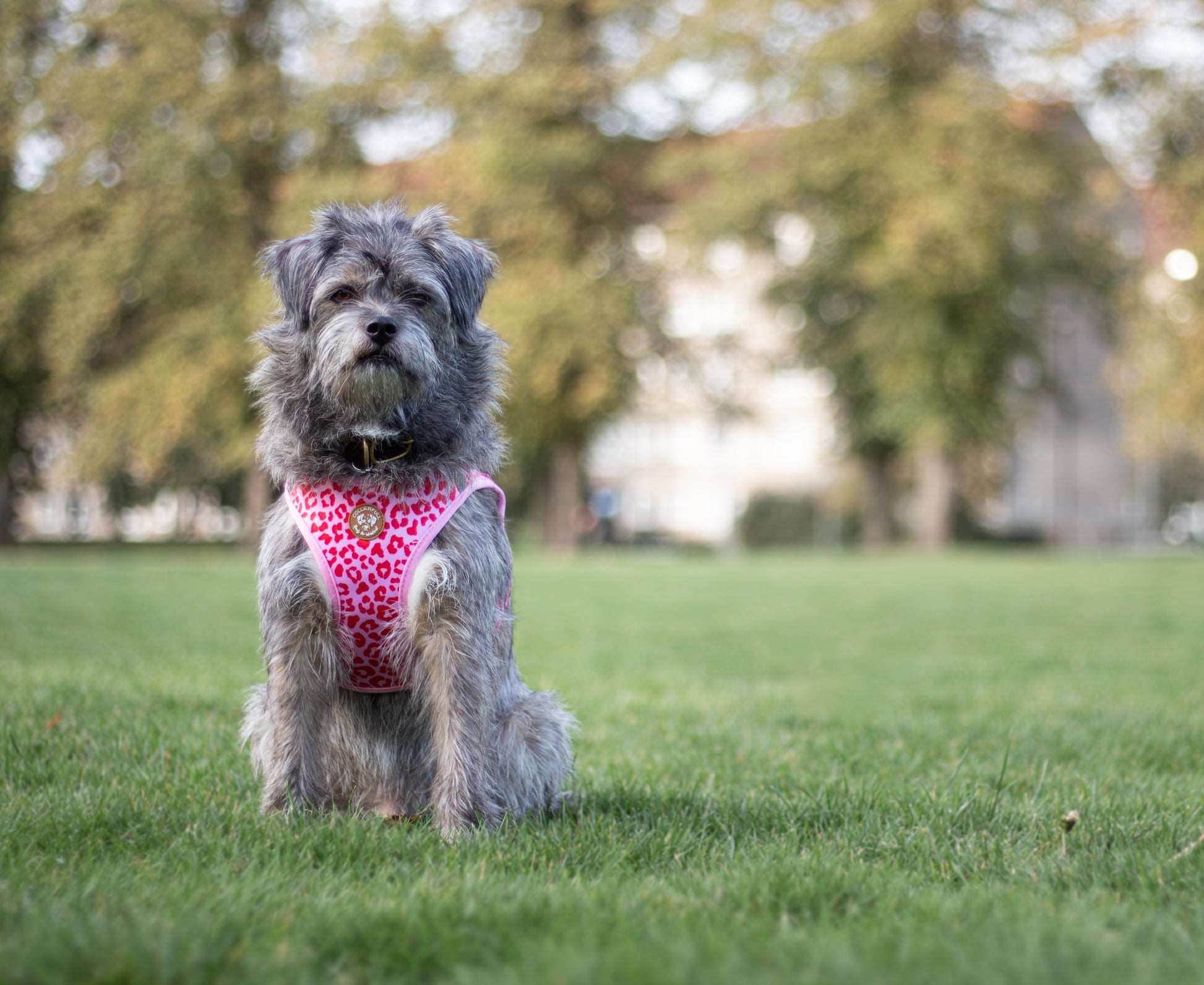 Tiny Trails step-in dog harness - Pink Panther