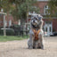 Tiny Trails step-in dog harness - Sunflowers on my mind