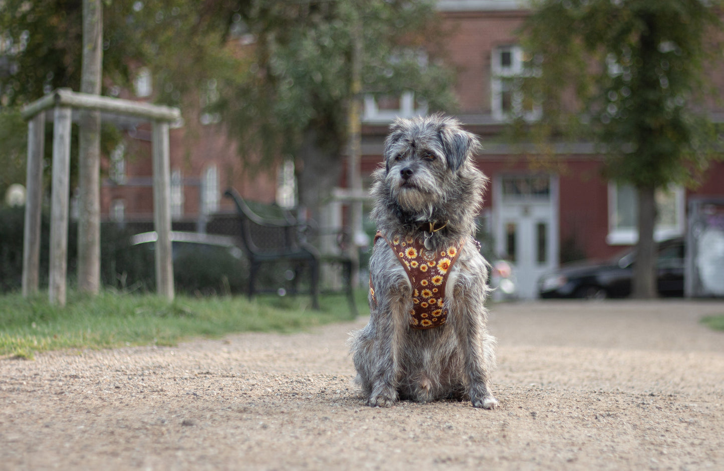Tiny Trails step-in dog harness - Sunflowers on my mind