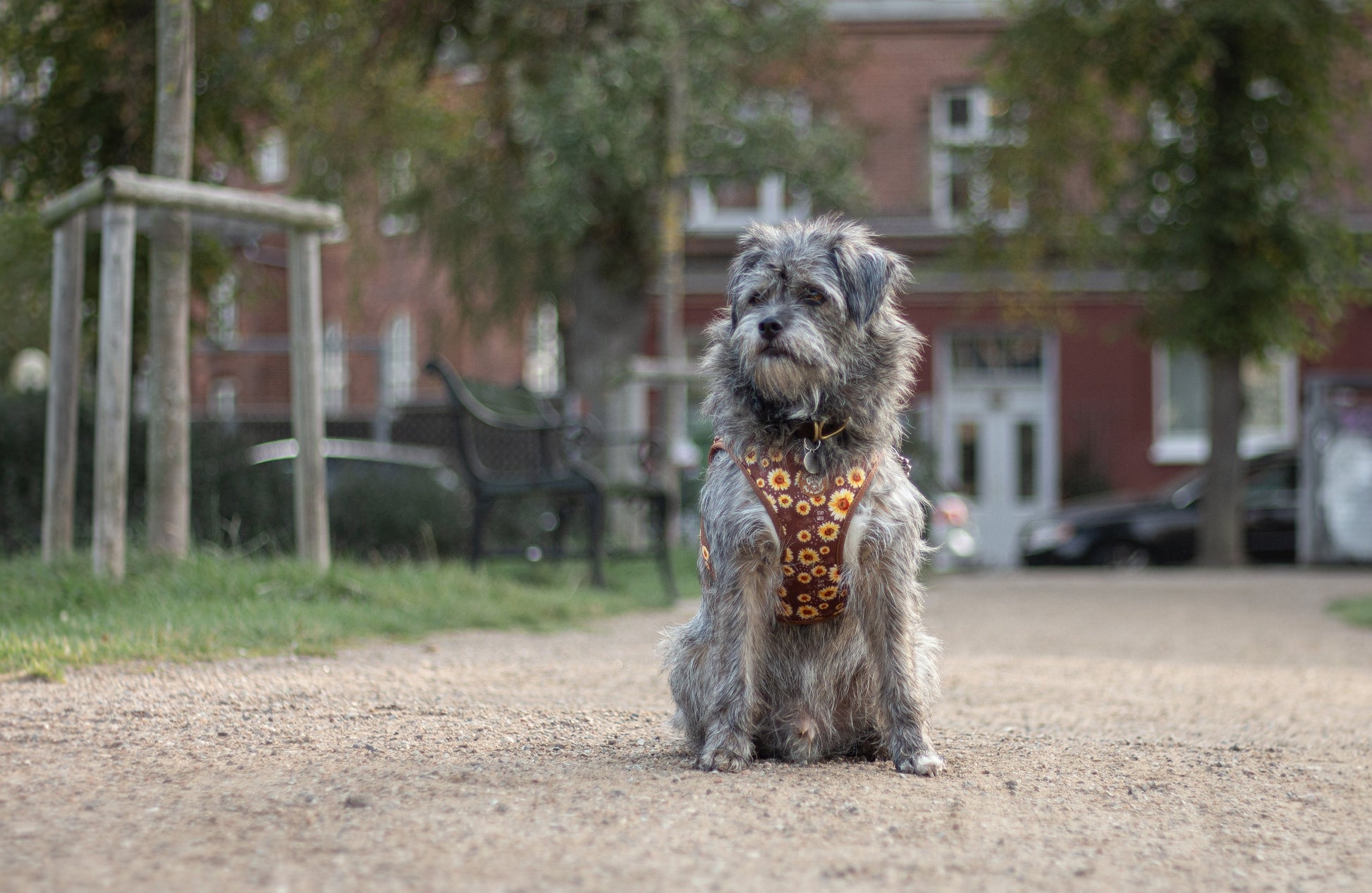 Tiny Trails step-in dog harness - Sunflowers on my mind