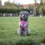Adventure Trails Dog Harness - Pink Panther