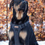 Adventure Trails Dog Harness - Black Herringbone Tweed
