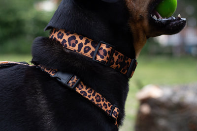 Collar - Lovely Leopard