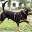 Urban Y Trails dog harness - Lovely Leopard
