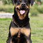Urban Y Trails dog harness - Lovely Leopard