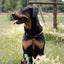 Urban Y Trails dog harness - Lovely Leopard