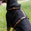 Urban Y Trails dog harness - Lovely Leopard