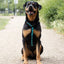 Urban Y Trails Dog Harness - Escape To The Wilderness