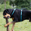 Urban Y Trails Dog Harness - Escape To The Wilderness