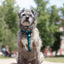Urban Y Trails Dog Harness - Escape To The Wilderness