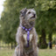 Urban Y Trails Dog Harness - In Smell Lavender